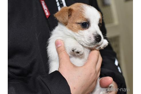 成約済の愛知県のジャックラッセルテリア-211263の6枚目