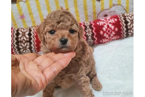 成約済の愛知県のタイニープードル-214953の10枚目