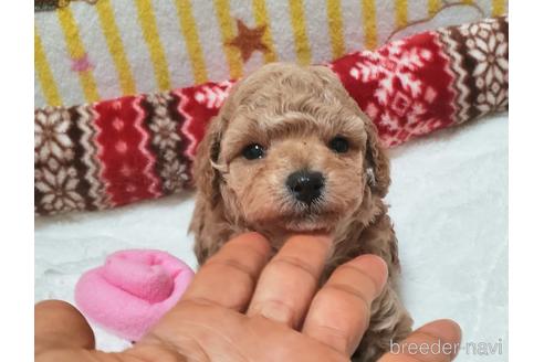 成約済の愛知県のタイニープードル-214959の7枚目