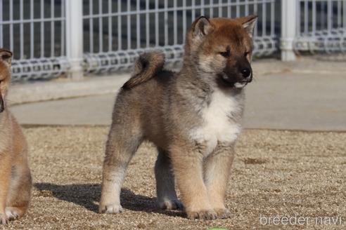 成約済の愛媛県の四国犬-216945の1枚目