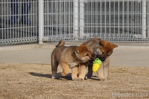 成約済の愛媛県の四国犬-216945の8枚目
