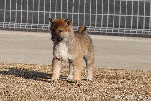 成約済の愛媛県の四国犬-216945の7枚目