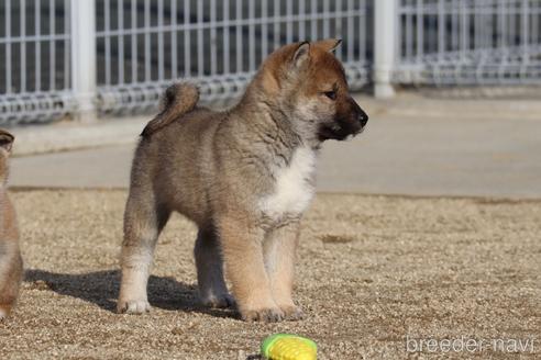 成約済の愛媛県の四国犬-216945の6枚目