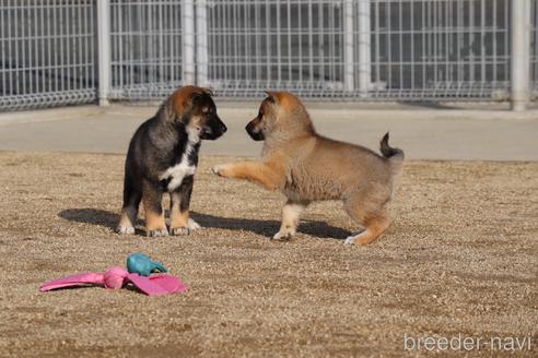 成約済の愛媛県の四国犬-216945の4枚目