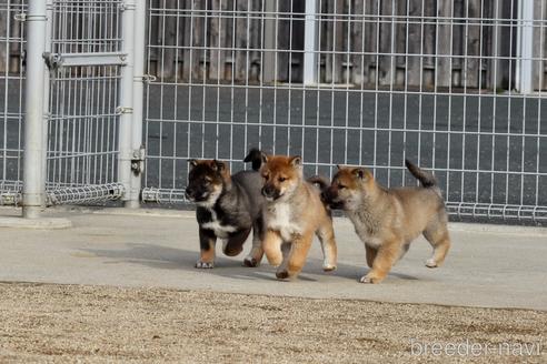 成約済の愛媛県の四国犬-216945の5枚目