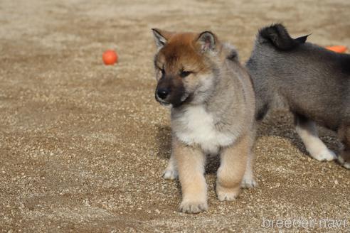 成約済の愛媛県の四国犬-216945の2枚目