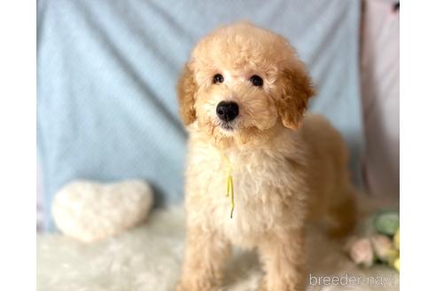 成約済の福岡県のミニチュアプードル-205829の1枚目