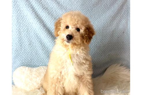 成約済の福岡県のミニチュアプードル-205829の4枚目