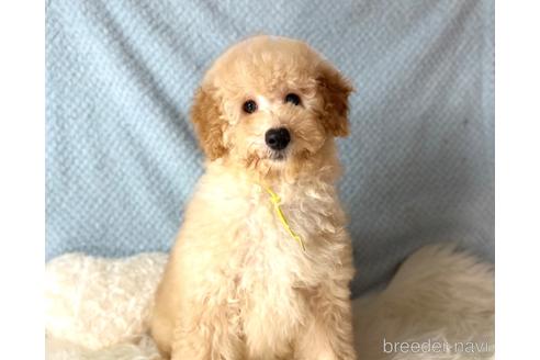 成約済の福岡県のミニチュアプードル-205829の2枚目