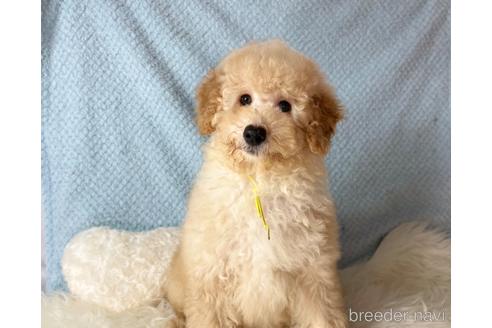 成約済の福岡県のミニチュアプードル-205829の3枚目