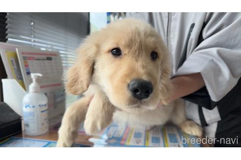 成約済の滋賀県のゴールデンレトリーバー-214120の1枚目