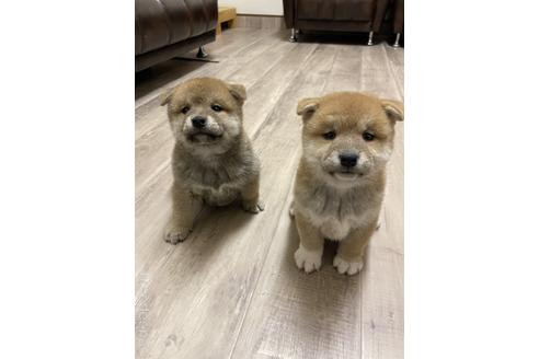 成約済の滋賀県の柴犬-212602の2枚目