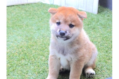 成約済の東京都の柴犬-217007の3枚目