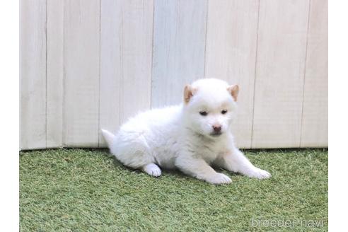 成約済の東京都の柴犬-217008の5枚目