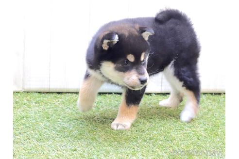 成約済の東京都の柴犬-217009の4枚目