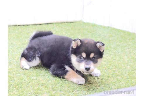 成約済の東京都の柴犬-217009の3枚目