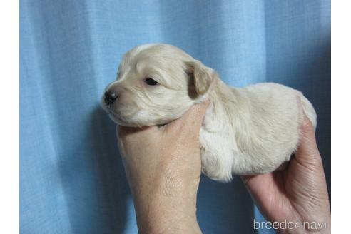 成約済の福岡県のミックス犬-217059の14枚目