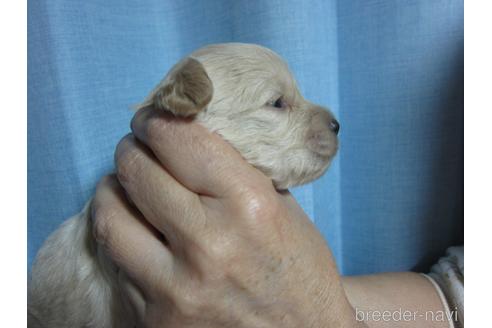 成約済の福岡県のミックス犬-217059の13枚目