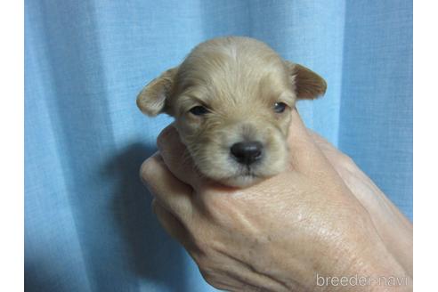 成約済の福岡県のミックス犬-217060の15枚目