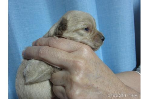 成約済の福岡県のミックス犬-217060の13枚目