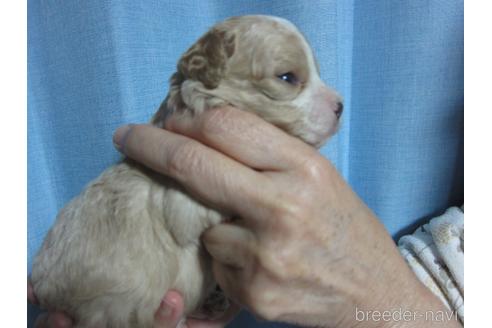 成約済の福岡県のミックス犬-217061の17枚目