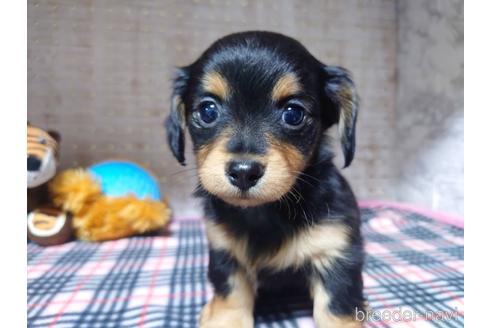 成約済の福岡県のチワックス:チワワ×ミニチュアダックスフンド-211210の1枚目