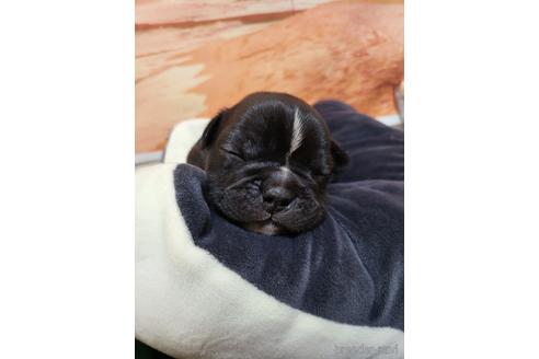成約済の沖縄県のミックス犬-216047の25枚目