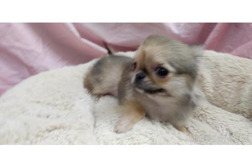 成約済の愛知県のチワワ(ロングコート)-217174の7枚目