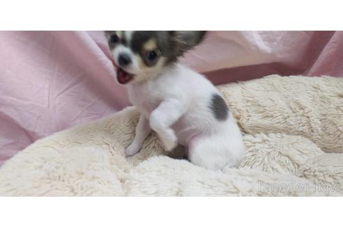 成約済の愛知県のチワワ(ロングコート)-217179の8枚目