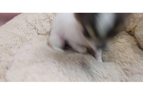 成約済の愛知県のチワワ(ロングコート)-217179の6枚目