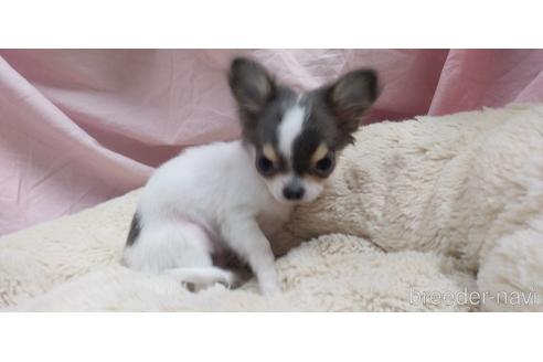 成約済の愛知県のチワワ(ロングコート)-217179の5枚目