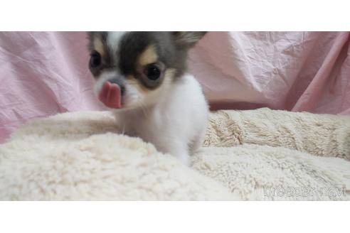 成約済の愛知県のチワワ(ロングコート)-217179の4枚目
