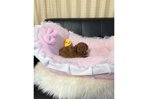 成約済の茨城県のタイニープードル-217252の5枚目