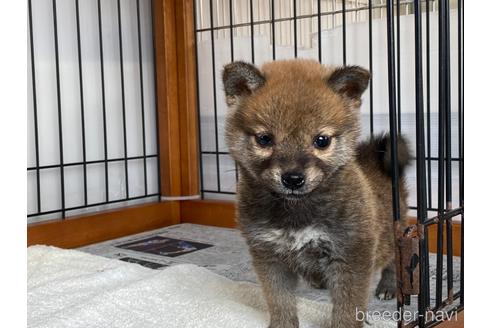 成約済の岡山県の柴犬-217244の2枚目