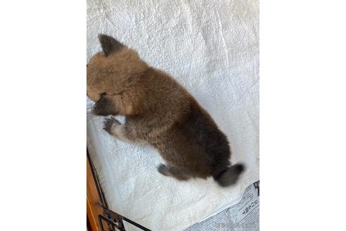 成約済の岡山県の柴犬-217244の3枚目