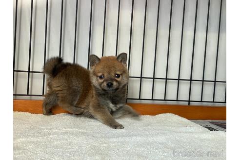 成約済の岡山県の柴犬-217244の4枚目