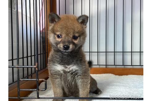 成約済の岡山県の柴犬-217244