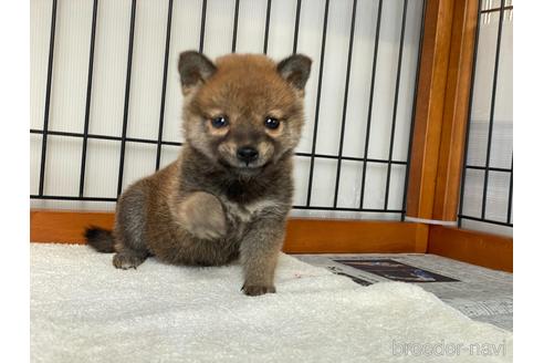成約済の岡山県の柴犬-217244の5枚目