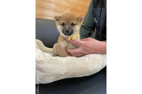 成約済の長崎県の豆柴-215043の1枚目