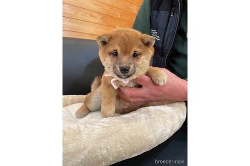 成約済の長崎県の豆柴-215041の1枚目