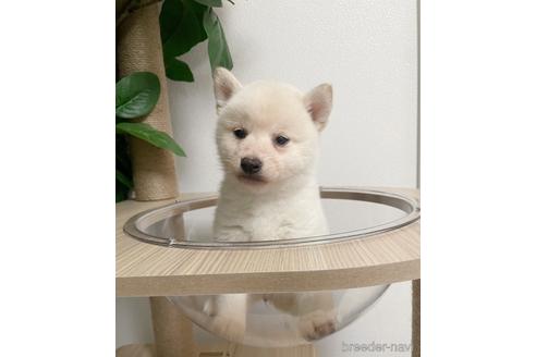 成約済の茨城県の柴犬-217268の1枚目