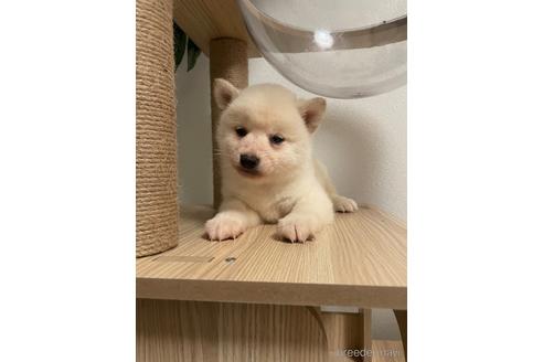 成約済の茨城県の柴犬-217268の2枚目