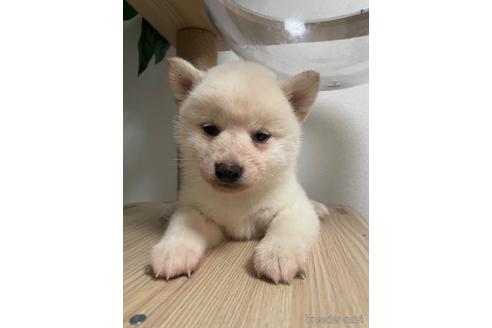 成約済の茨城県の柴犬-217268の3枚目
