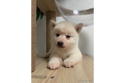成約済の茨城県の柴犬-217268の4枚目