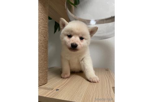 成約済の茨城県の柴犬-217268の5枚目