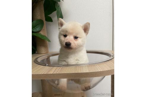 成約済の茨城県の柴犬-217268の6枚目