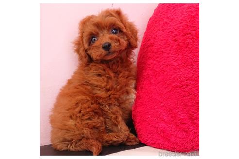 成約済の静岡県のミックス犬-217290の5枚目