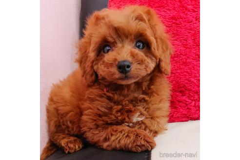 成約済の静岡県のミックス犬-217290の4枚目