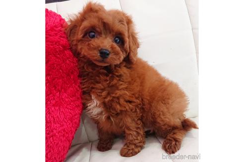 成約済の静岡県のミックス犬-217290の3枚目