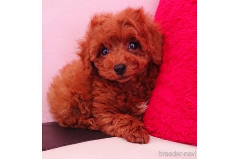 成約済の静岡県のミックス犬-217290の2枚目
